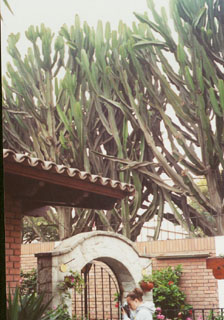 2003-07-17-largecacti