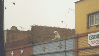 2003-07-19-dogonroof