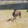 2003-07-23_mach_picc_alpaca
