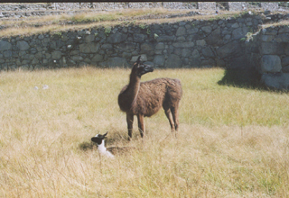 2003-07-23_mach_picc_alpaca