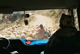 2003-07-25-sheepinroad