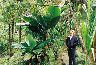 2003-07-26-bannatree