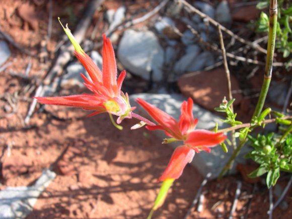 zion_4_taylor_creek_058