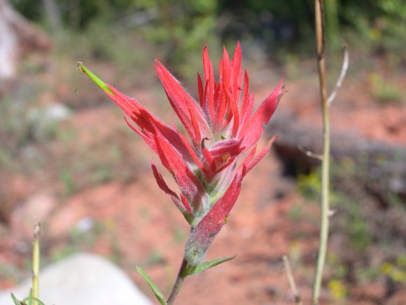 zion_4_taylor_creek_060