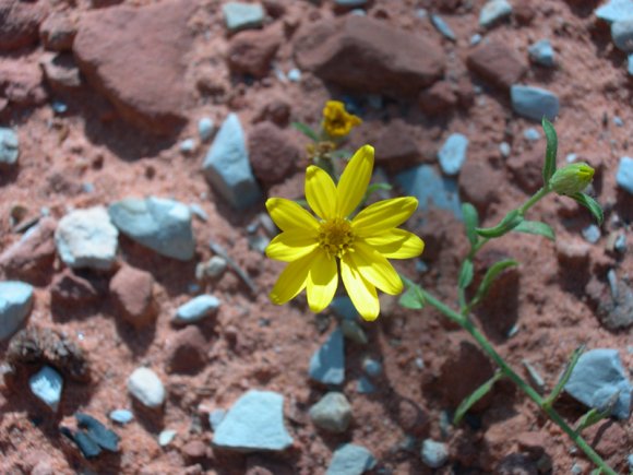 zion_4_taylor_creek_070