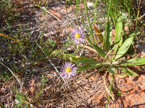 zion_4_taylor_creek_075