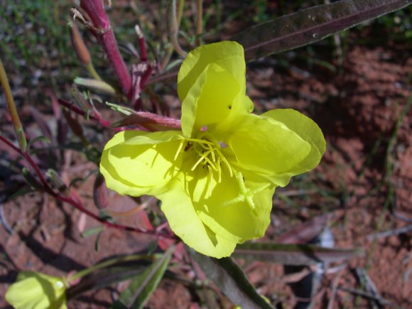 zion_4_taylor_creek_080