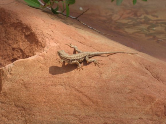 zion_4_taylor_creek_132