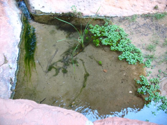 zion_7_riverside_walk_046