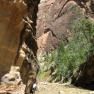 zion_7_riverside_walk_140
