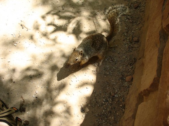 zion_7_riverside_walk_190